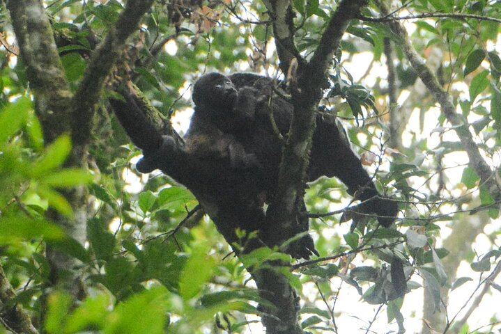 Monkey Congo sighting