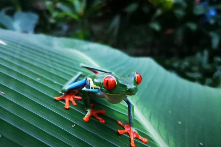 Morning Arenal Volcano Hike, Lunch & Natural Hot Springs River
