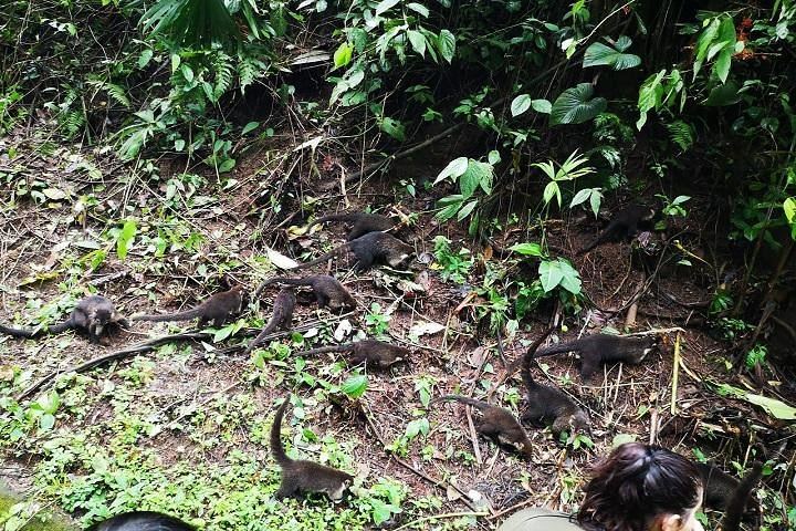 Morning Arenal Volcano Hike, Lunch & Natural Hot Springs River