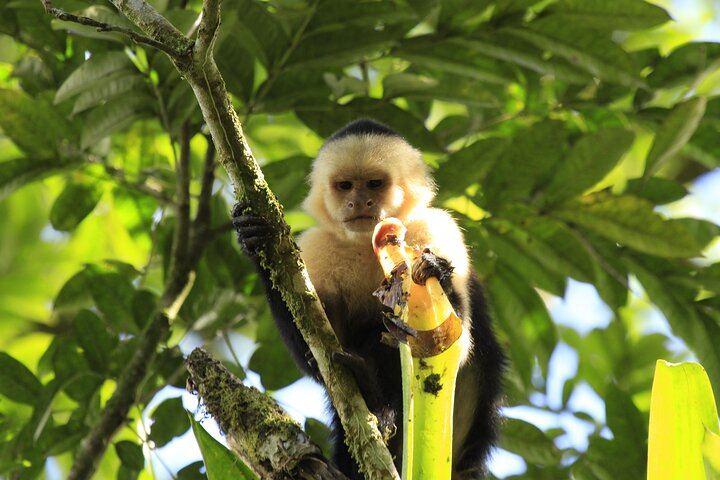 Morning Arenal Volcano Hike & Mistico Hanging Bridges Combo