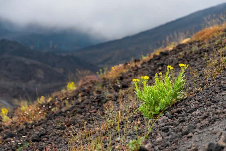 Mount Etna & Alcantara Gorge 4x4 Tour
