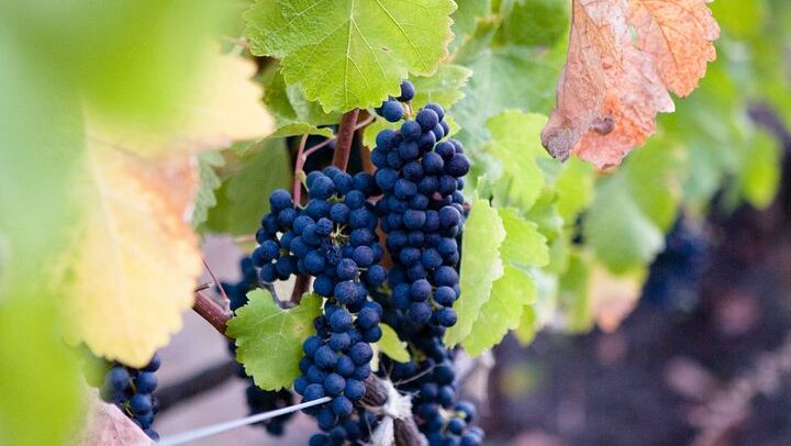 Mt Etna and Wine tasting tour from Catania