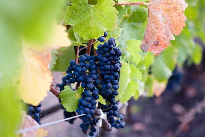 Mt Etna and Wine tasting tour from Catania