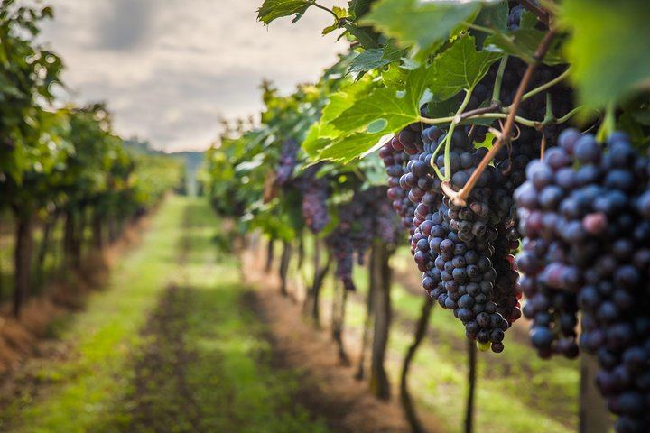 Mt Vesuvius Vineyard