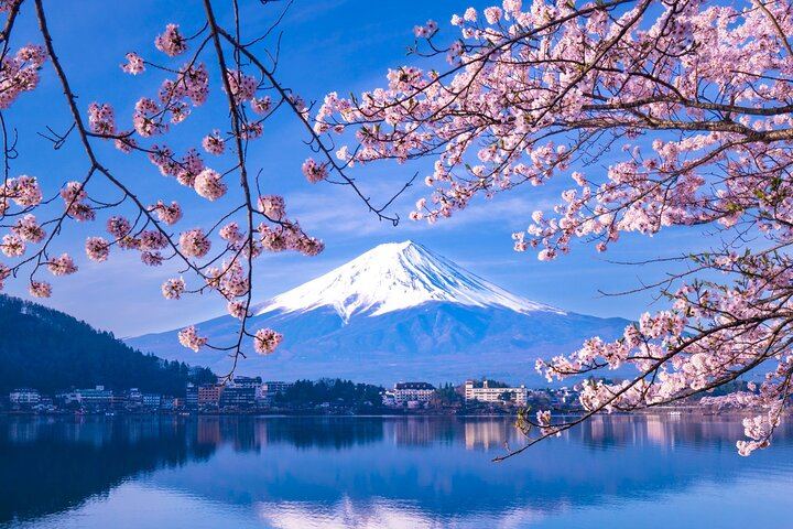 Mt.Fuji Sakura