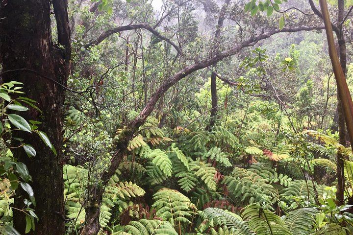 Native Hawaiian Forest
