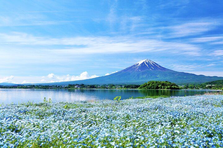 Nemophila flowers in Kawaguchiko.