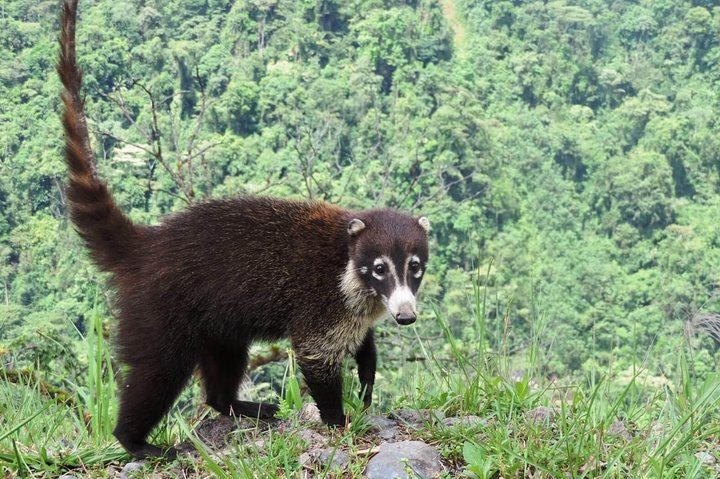 Observe wildlife