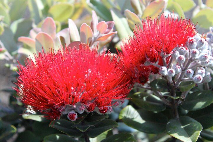 Ohi'a Lehua