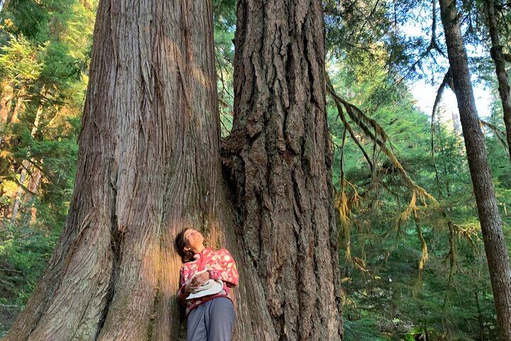 Old-growth forest
