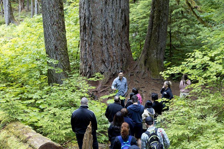Old growth trees and medicinal plants