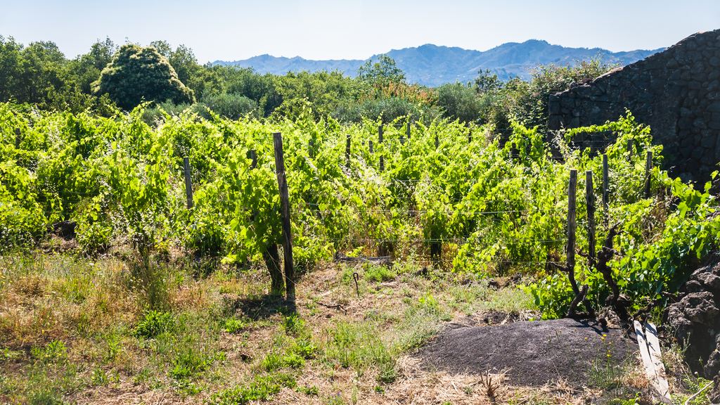An old vineyard next to an abandoned stone farmhouse on the slopes of Mount Etna in Sicily