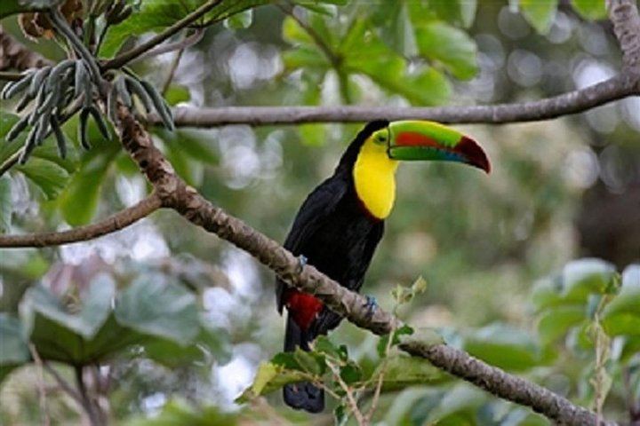 One of many Toucans spotted regularly - Rincon de la Vieja National Park Tour - Native's Way Costa Rica Tours & Packages