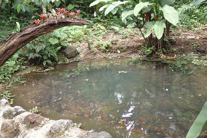 One of the forest lagoons of ANURA