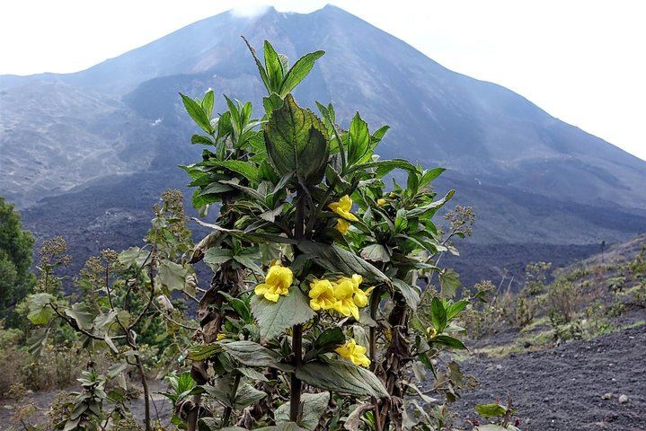 Pacaya Volcano Day Trip from Guatemala City