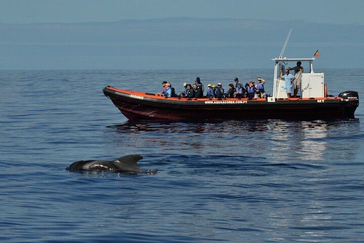 Pilot Whales and one of our boats