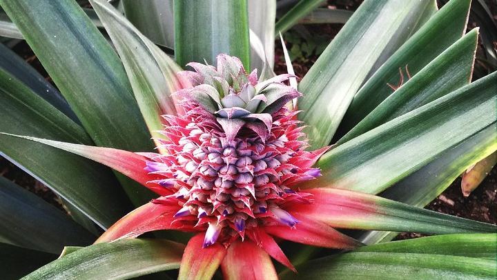 Pineapple flower