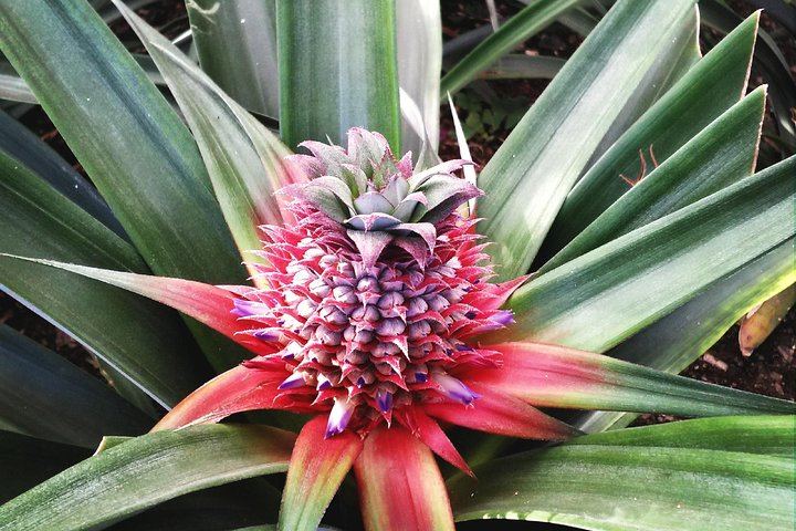 Pineapple flower