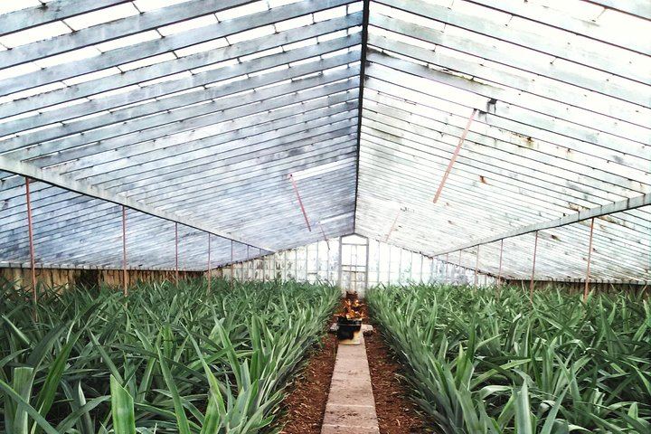 Pineapple stove