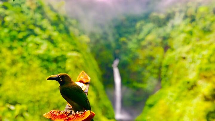 Premium Adventure from San Jose Arenal Volcano Waterfall and Thermal