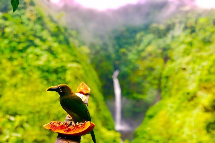 Premium Adventure from San Jose Arenal Volcano Waterfall and Thermal
