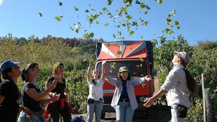 Private 6-Hour Tour of Three Etna Wineries with food&wine tasting