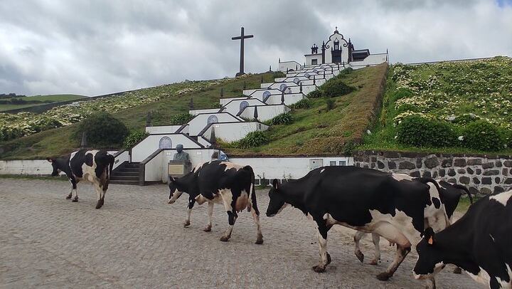 Private Custom Tour in São Miguel Island