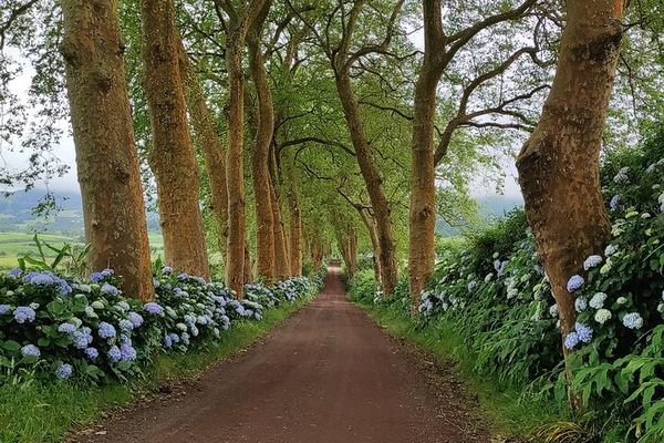 A Custom Day on São Miguel, Including the Nordeste Gardens