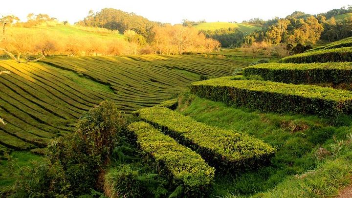 Private Full-Day 4x4 Tour to Furnas Volcano