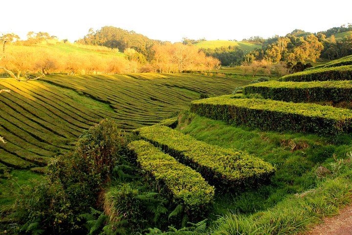 Private Full-Day 4x4 Tour to Furnas Volcano