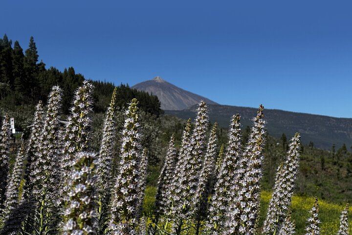 Puerto de la Cruz : Tour in Quad al Teide with Photos & Snack Local