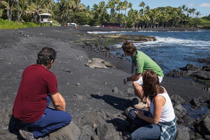 Spot Turtles on Punaluu Black Sand Beach