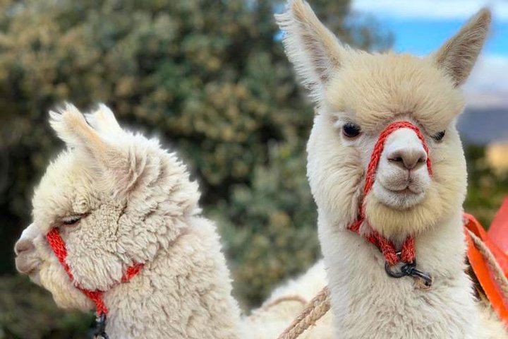 Quilotoa Lagoon Full-Day Tour from Quito with Entrance Fees daily