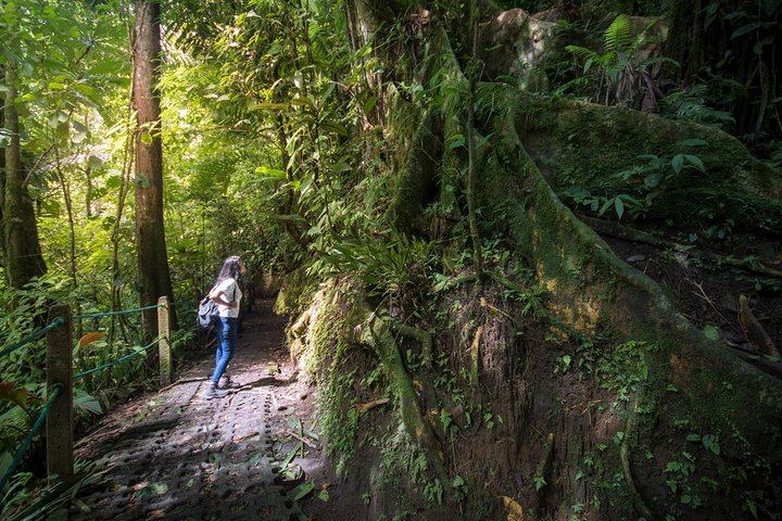 RainForest