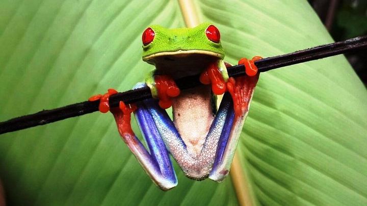 Red Eyed frog in Arenal