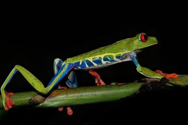 ANURA Night Walk: 9 Lagoons, Alligators and Groups of Eight