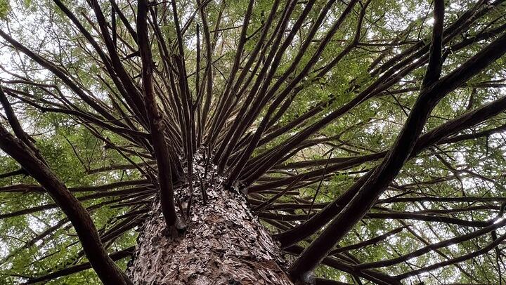 Redwood Forest