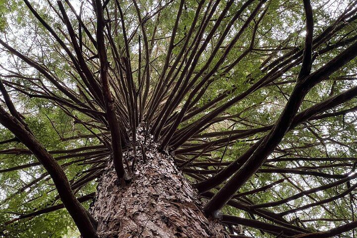 Redwood Forest