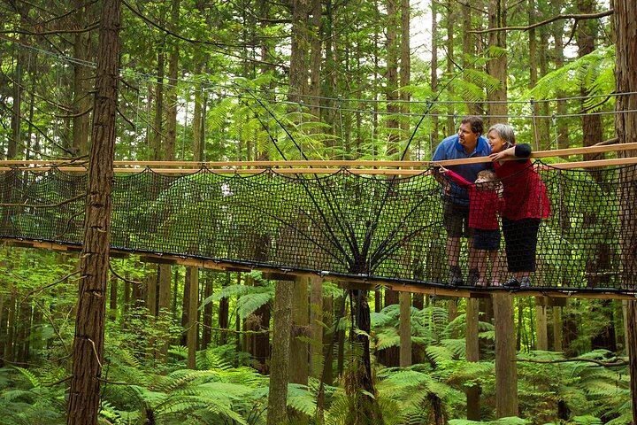 Redwoods Tree Top Walk