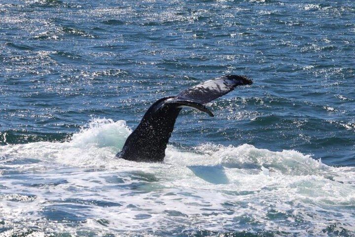 Reykjavik Whale Watching and Lava Show