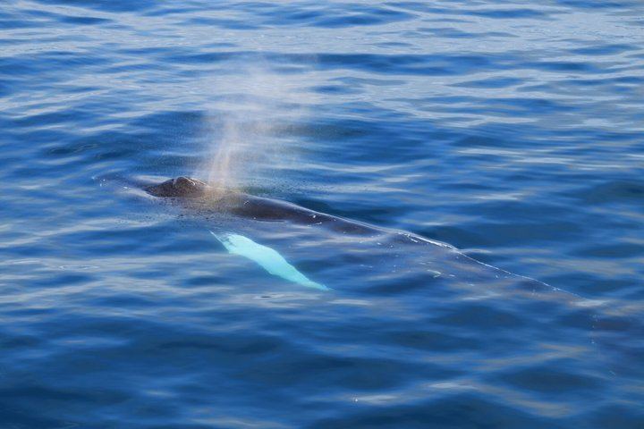 Reykjavik Whale Watching and Lava Show