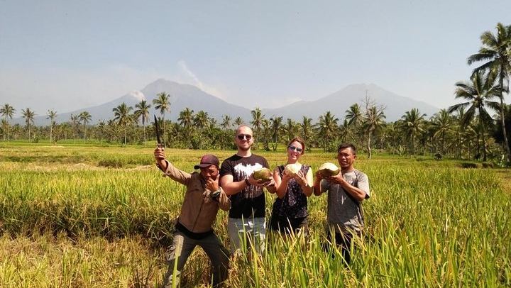 rice field
