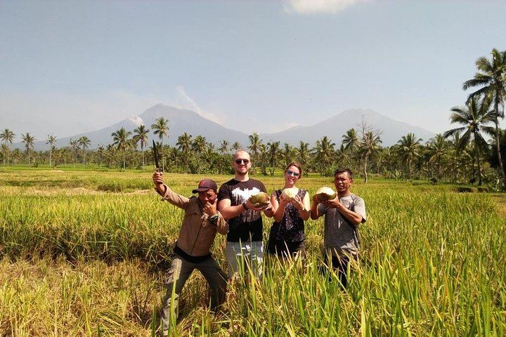 rice field