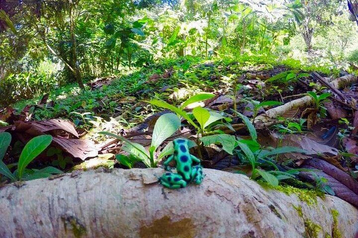 Rio Celeste Combo: River Tubing+Blue Waterfall+Exotic Wildlife