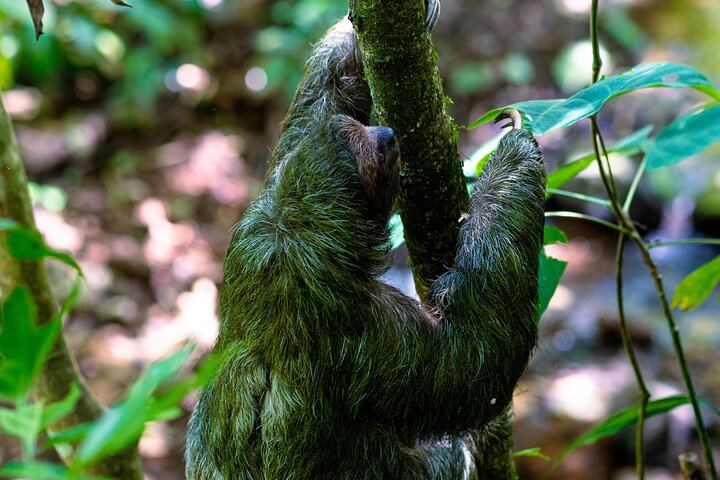 Rio Celeste waterfall and slothland excursion
