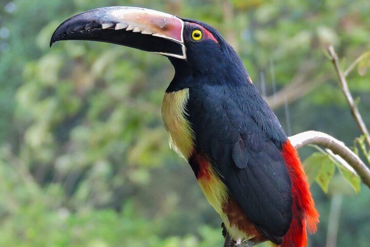 Rio Celeste waterfall and slothland excursion