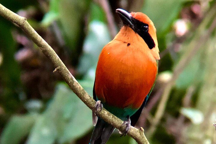 Rio Celeste waterfall and slothland excursion