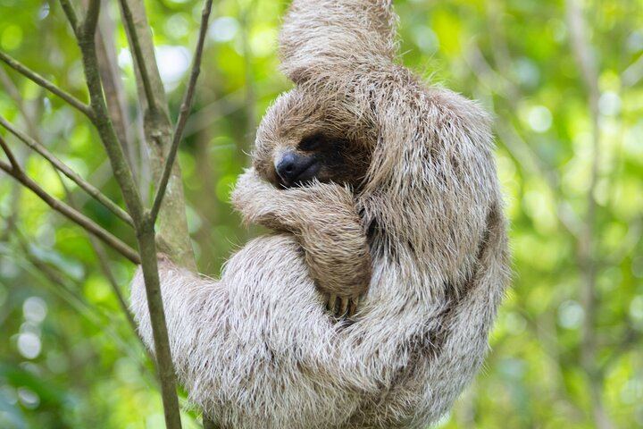 Rio Celeste Waterfall Plus Sloths and wildlife Sanctuary