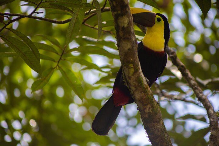 Rio Celeste Waterfall Plus Sloths and wildlife Sanctuary
