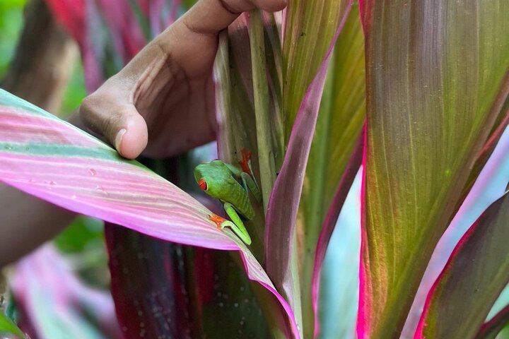 Rio Celeste Waterfall Plus Sloths and wildlife Sanctuary